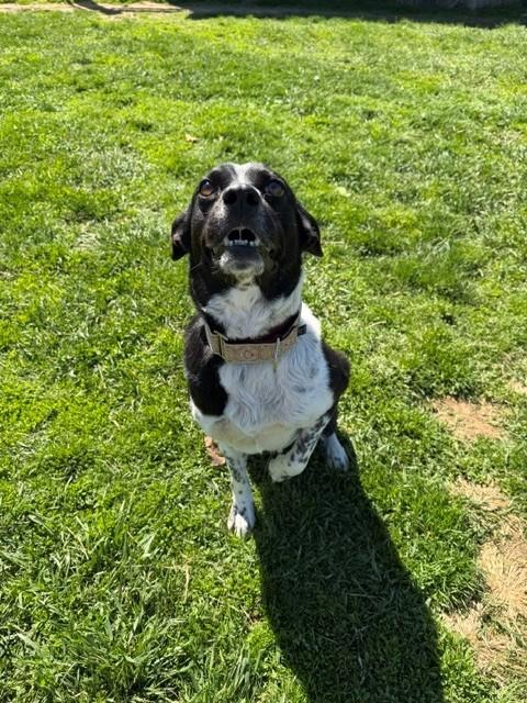 Enlarge Lola, a ADOPTABLE mixed breed in Augusta, WV image 5/5