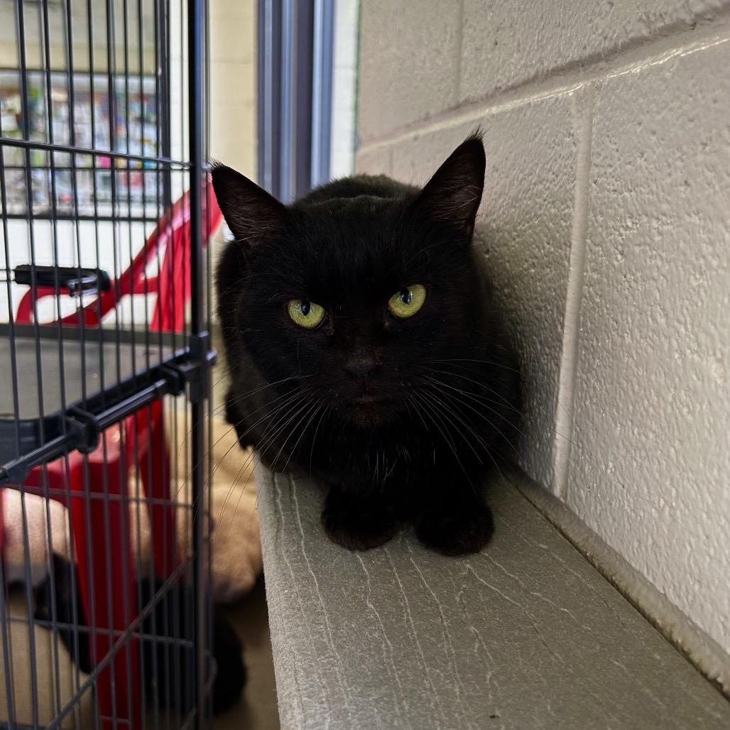 DJ Foley, Adoptable, Adult Female Domestic Short Hair.