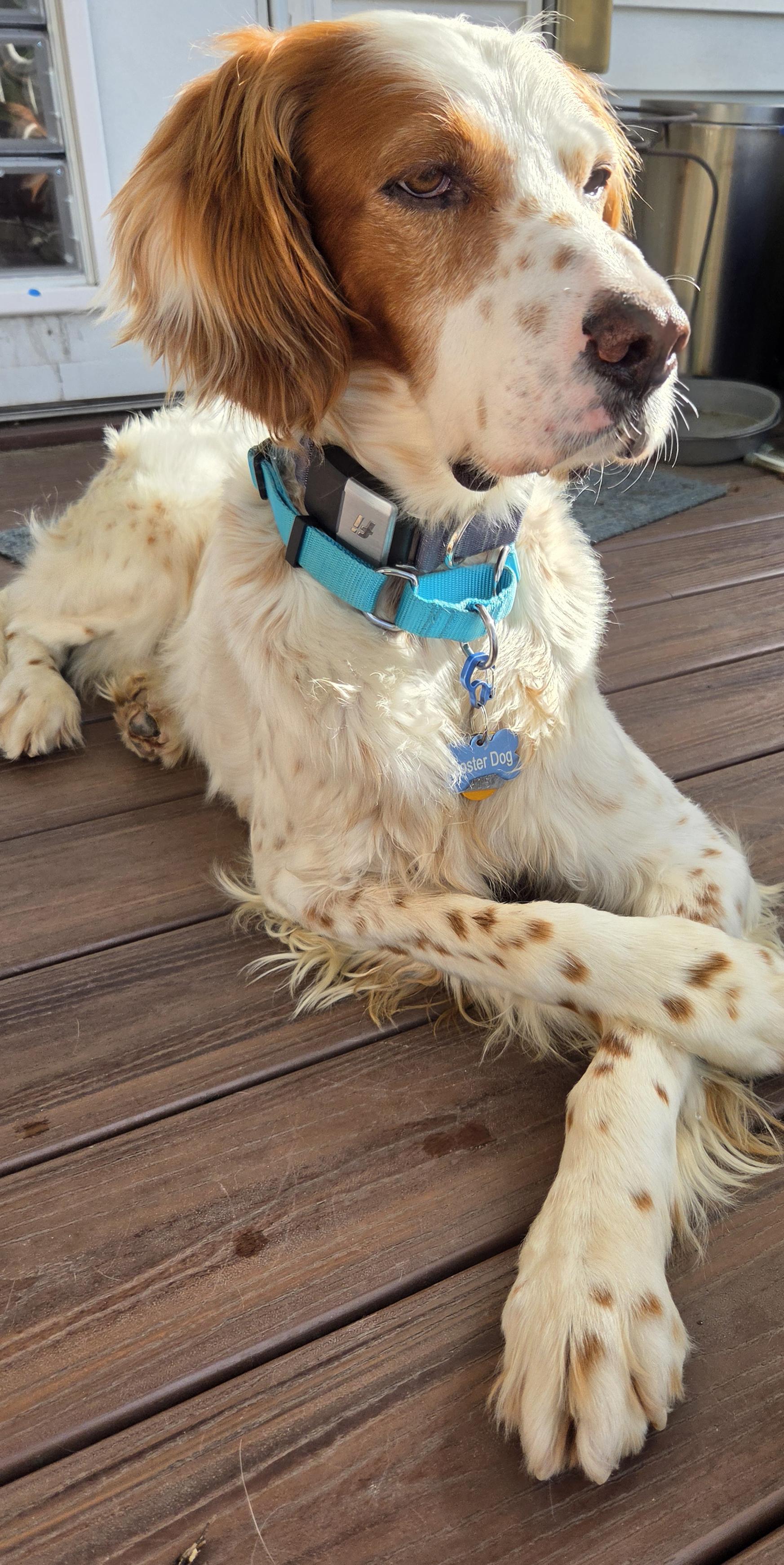 Koda, a ADOPTABLE English Setter in Saint Louis, MO image 2/2