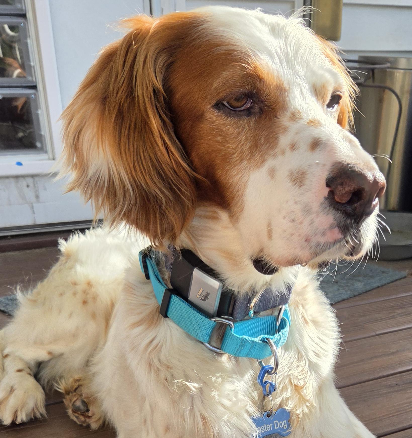 Koda, ADOPTABLE, Adult Male English Setter.