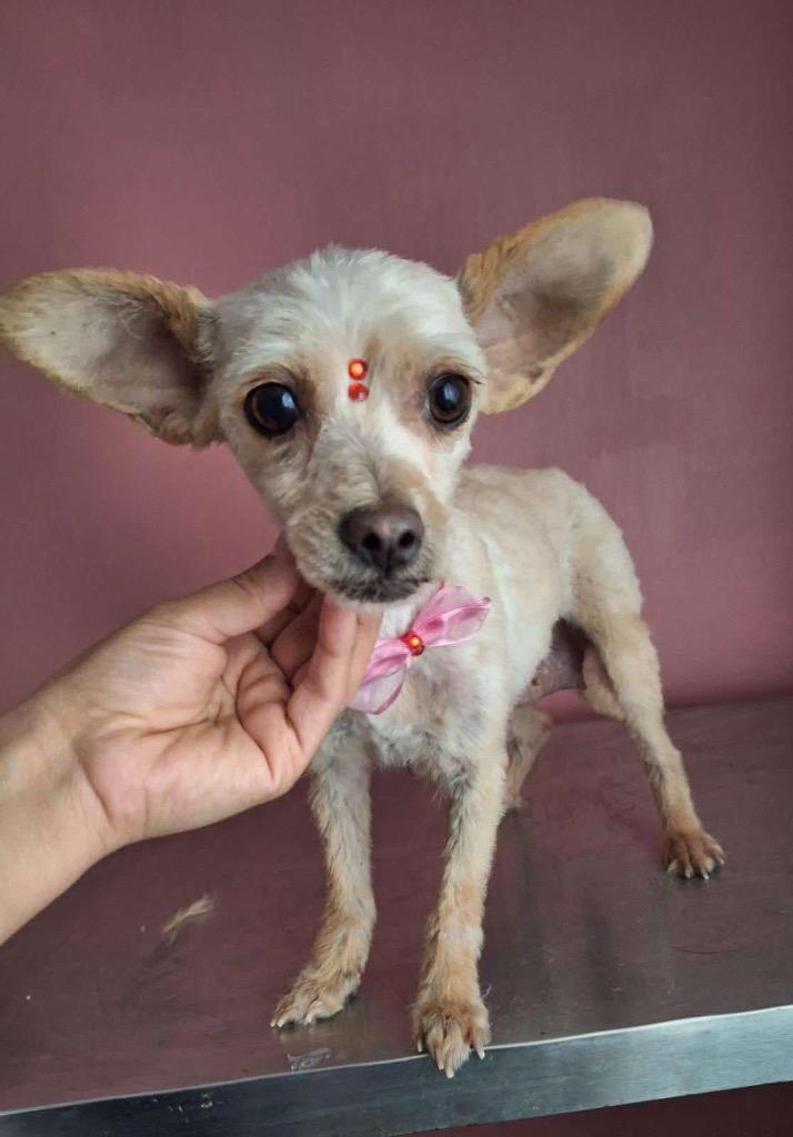 Perdita, a Adopted mixed breed in Bristol, WI image 1/4