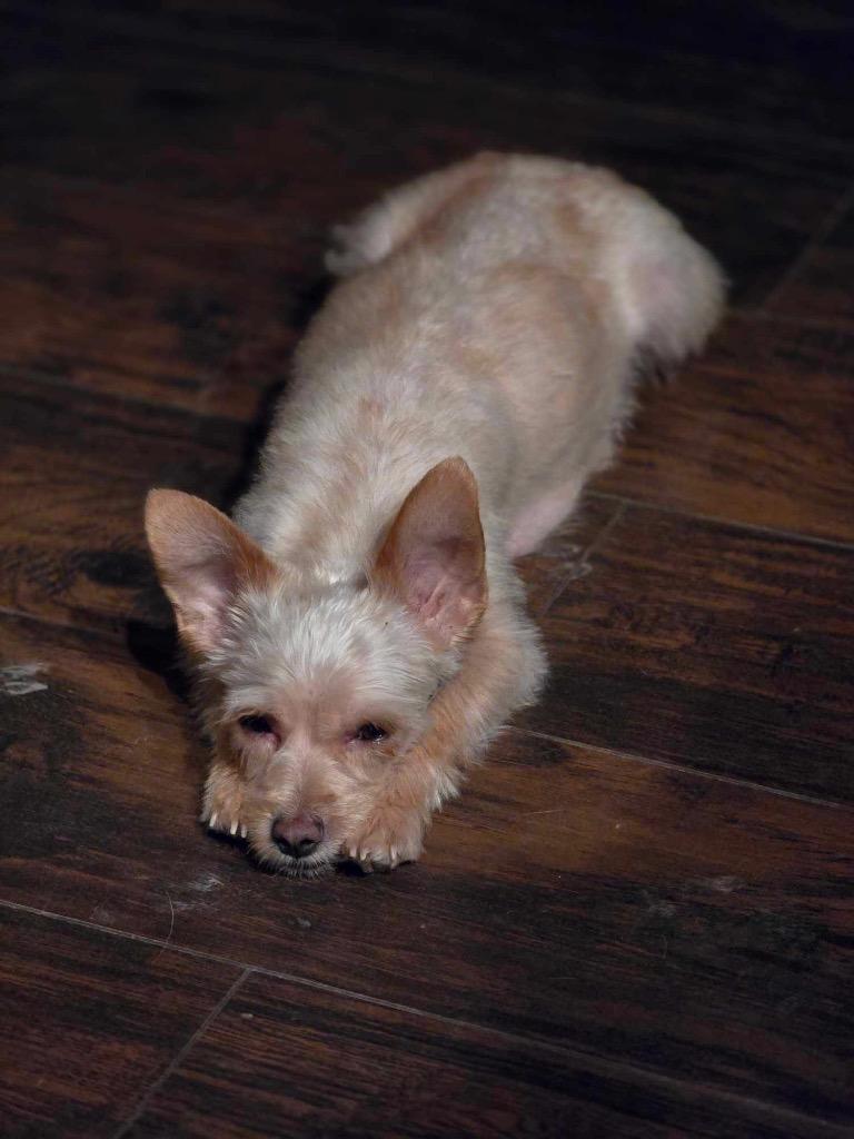 Perdita, a Adopted mixed breed in Bristol, WI image 3/4