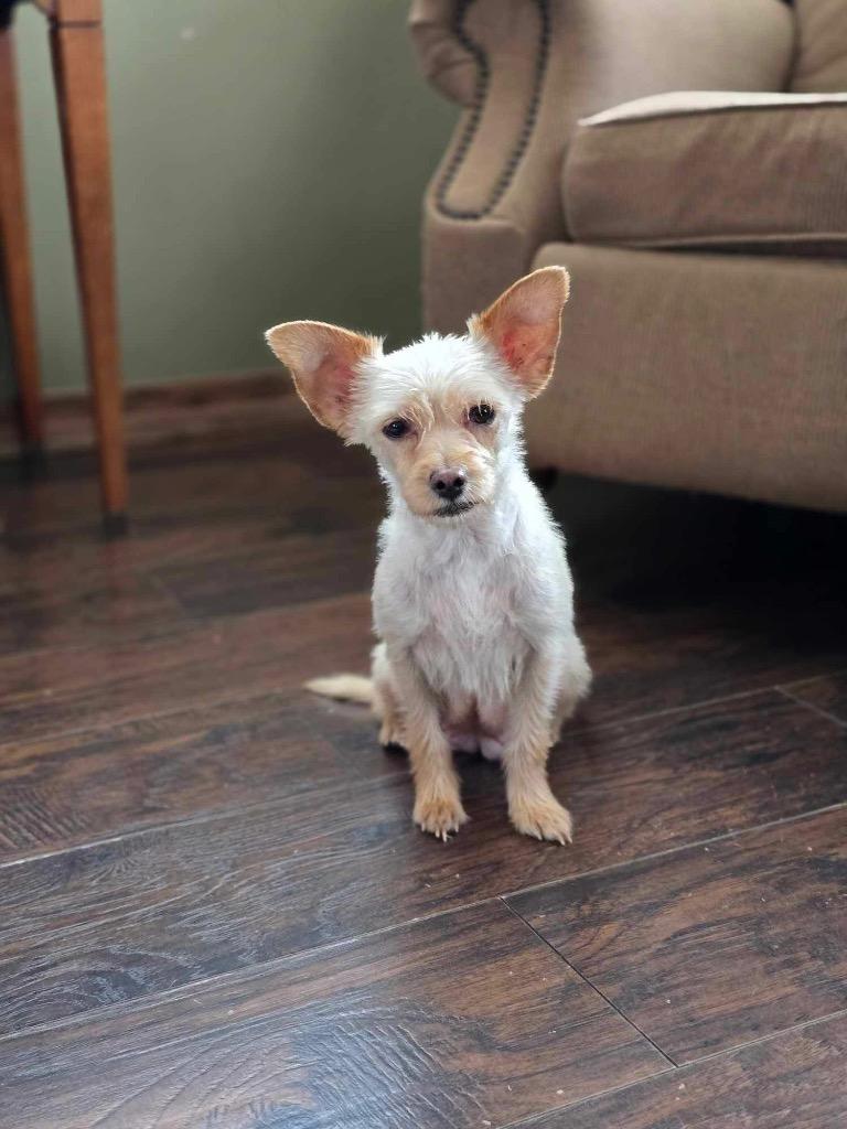 Perdita, a Adopted mixed breed in Bristol, WI image 4/4