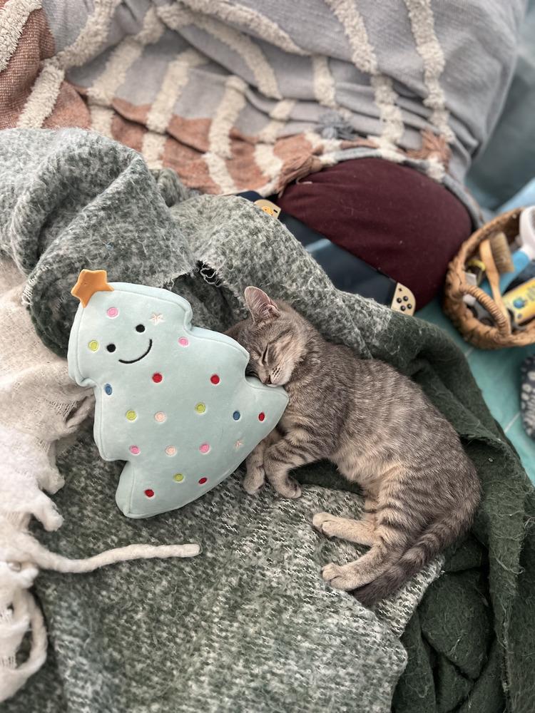 Zoey Baby, Adoptable, Kitten Female Domestic Short Hair & Tabby.