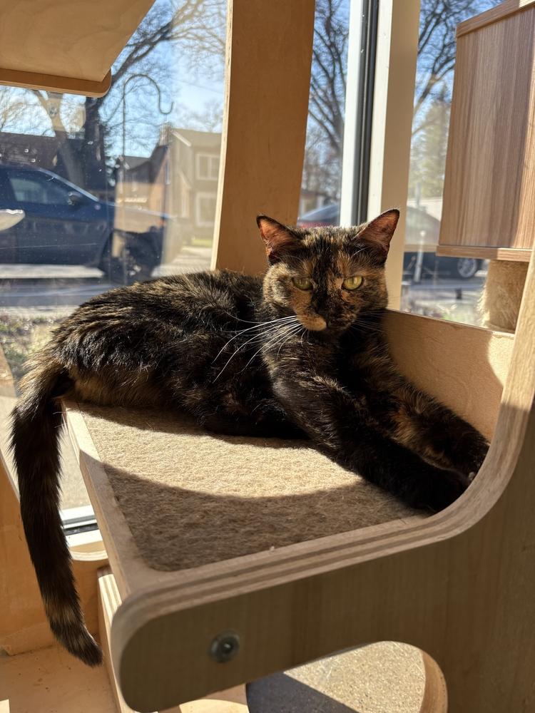 May, Adoptable, Young Female Domestic Short Hair.