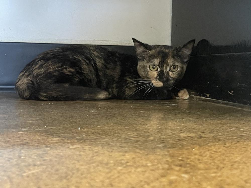 Enlarge May, a Adoptable Domestic Short Hair in Ferndale, MI image 2/3
