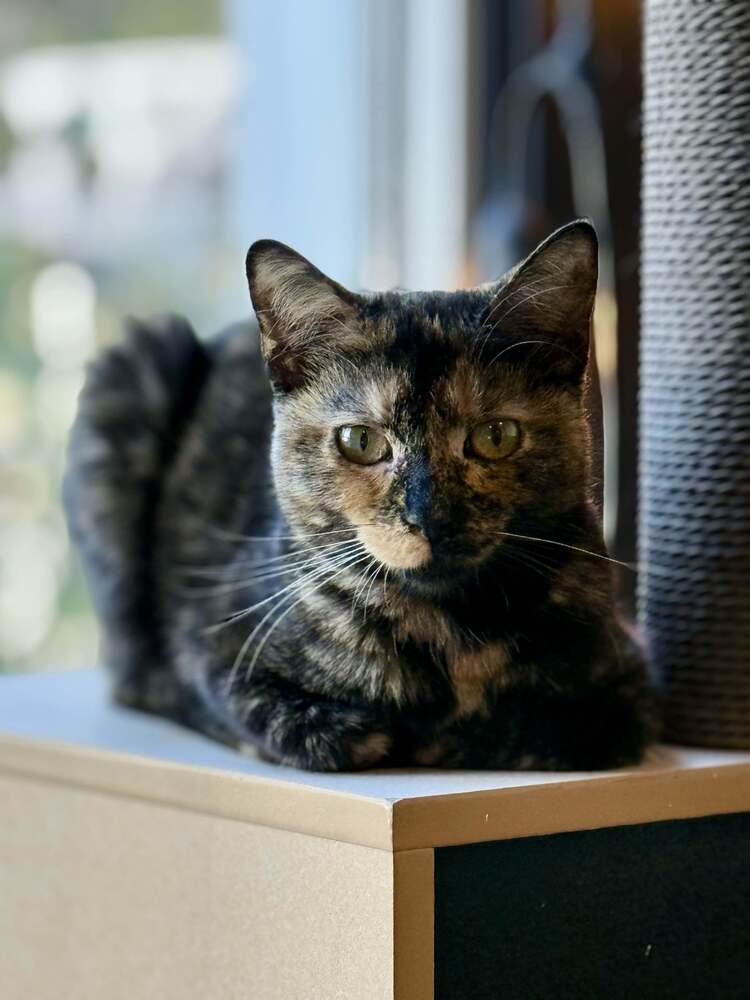 Enlarge May, a Adoptable Domestic Short Hair in Ferndale, MI image 3/3