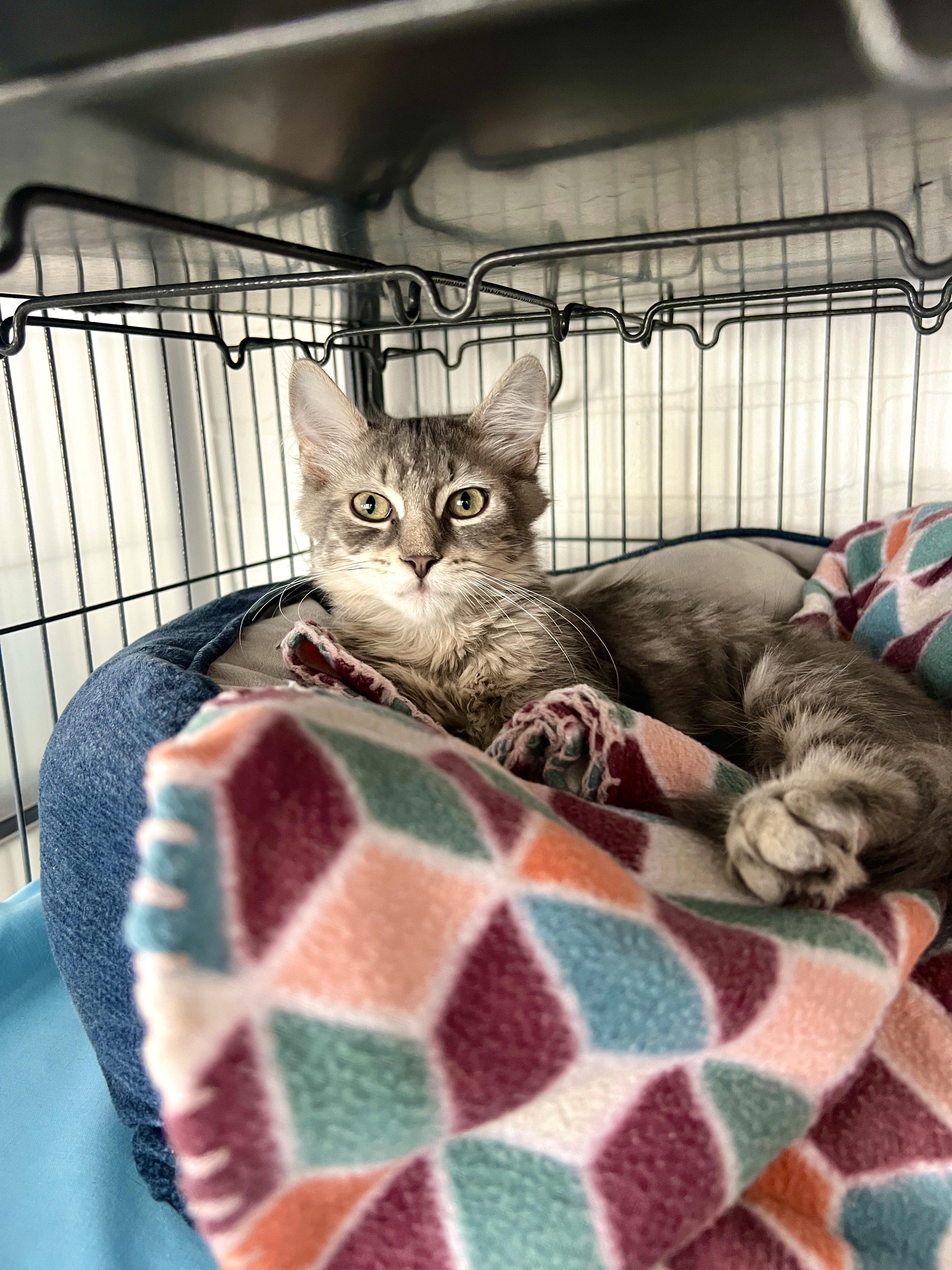 Jordan, Adopted, Kitten Male Domestic Long Hair.