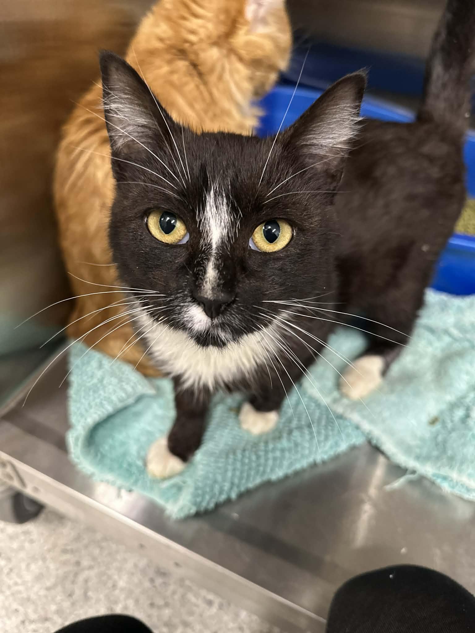 Craig and Brosnan, Adoptable, Young Male Domestic Short Hair.