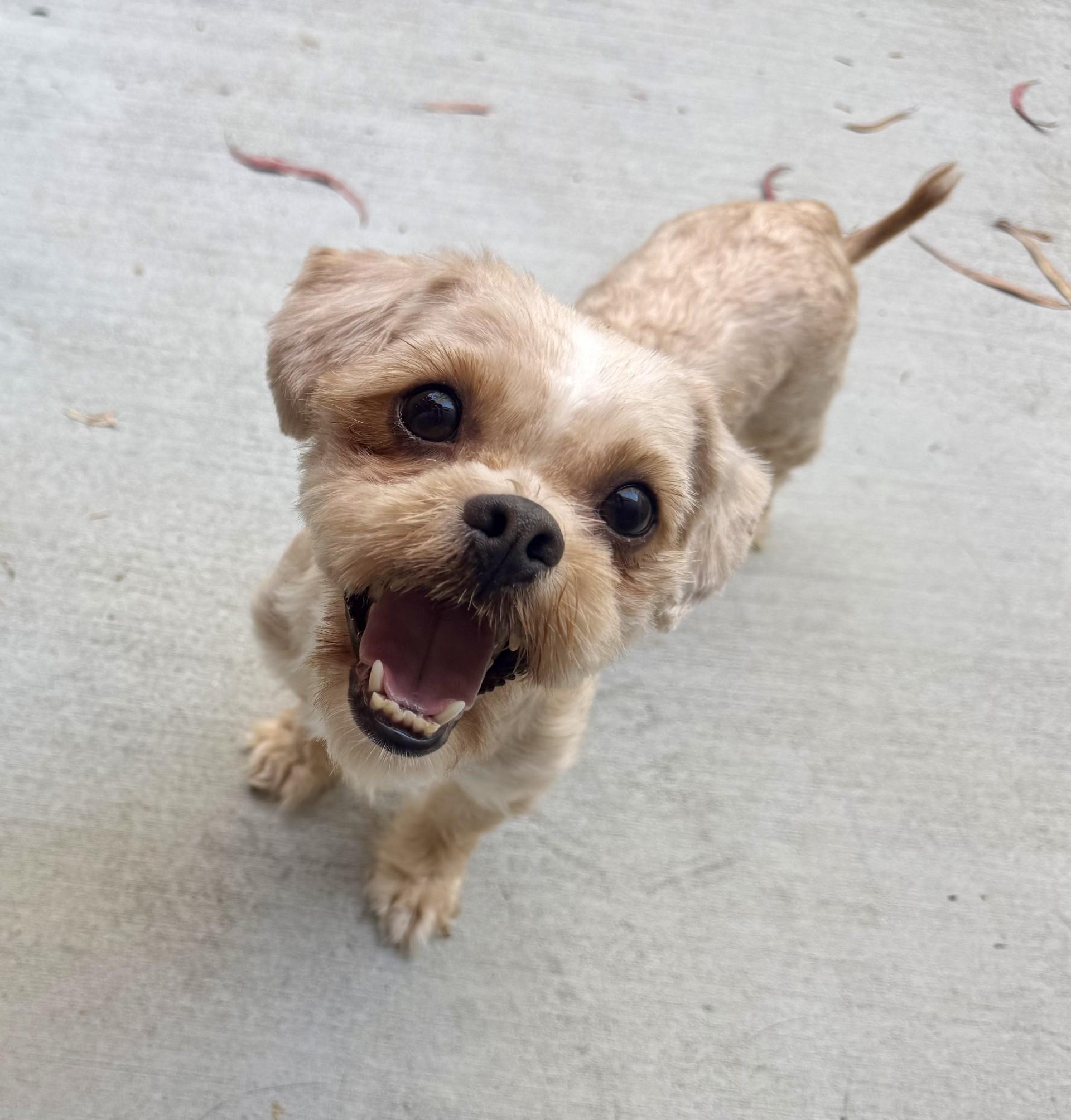 Enlarge Adrina, a Adoptable mixed breed in Los Alamitos, CA image 4/6