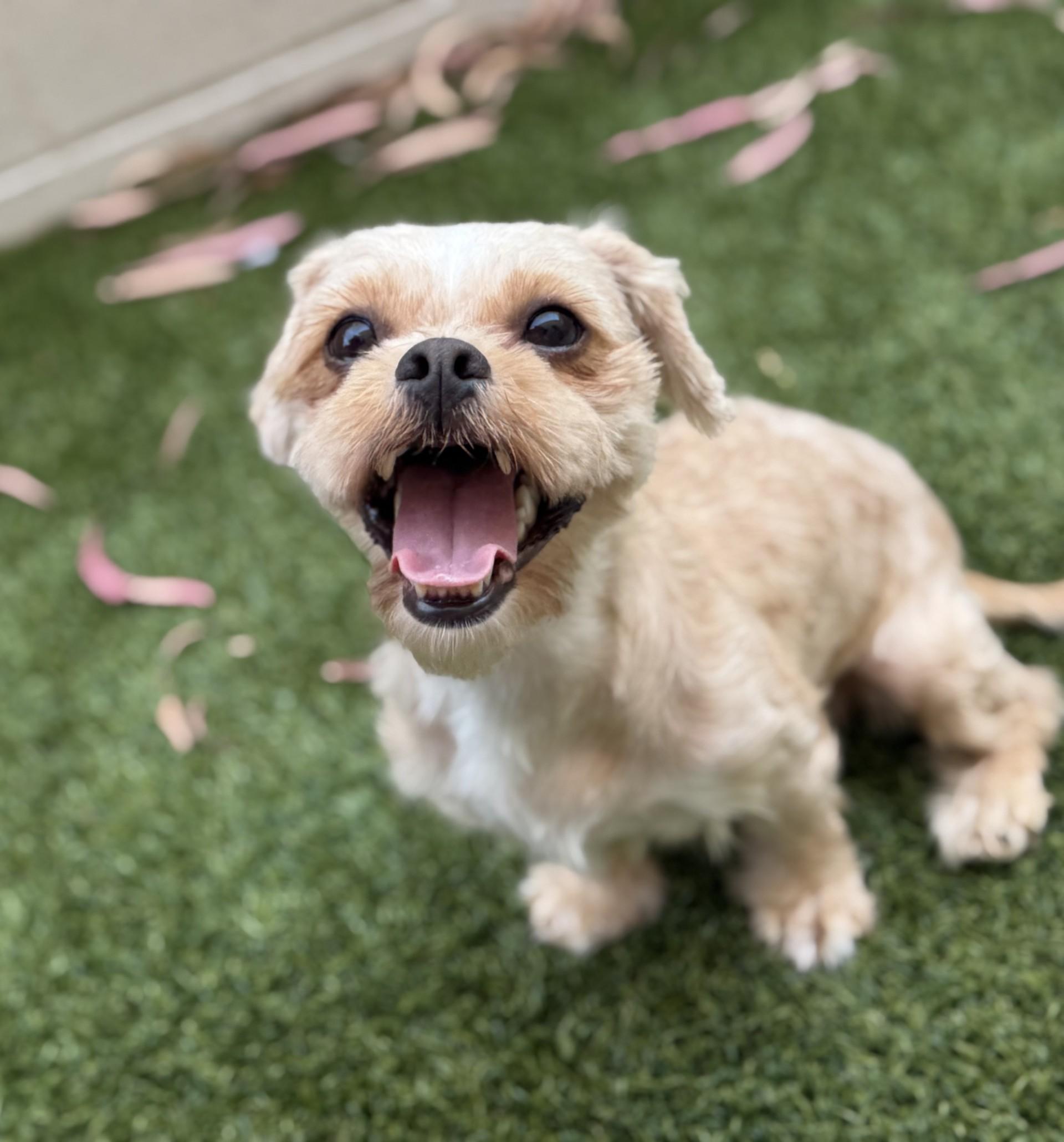 Enlarge Adrina, a Adoptable mixed breed in Los Alamitos, CA image 2/6