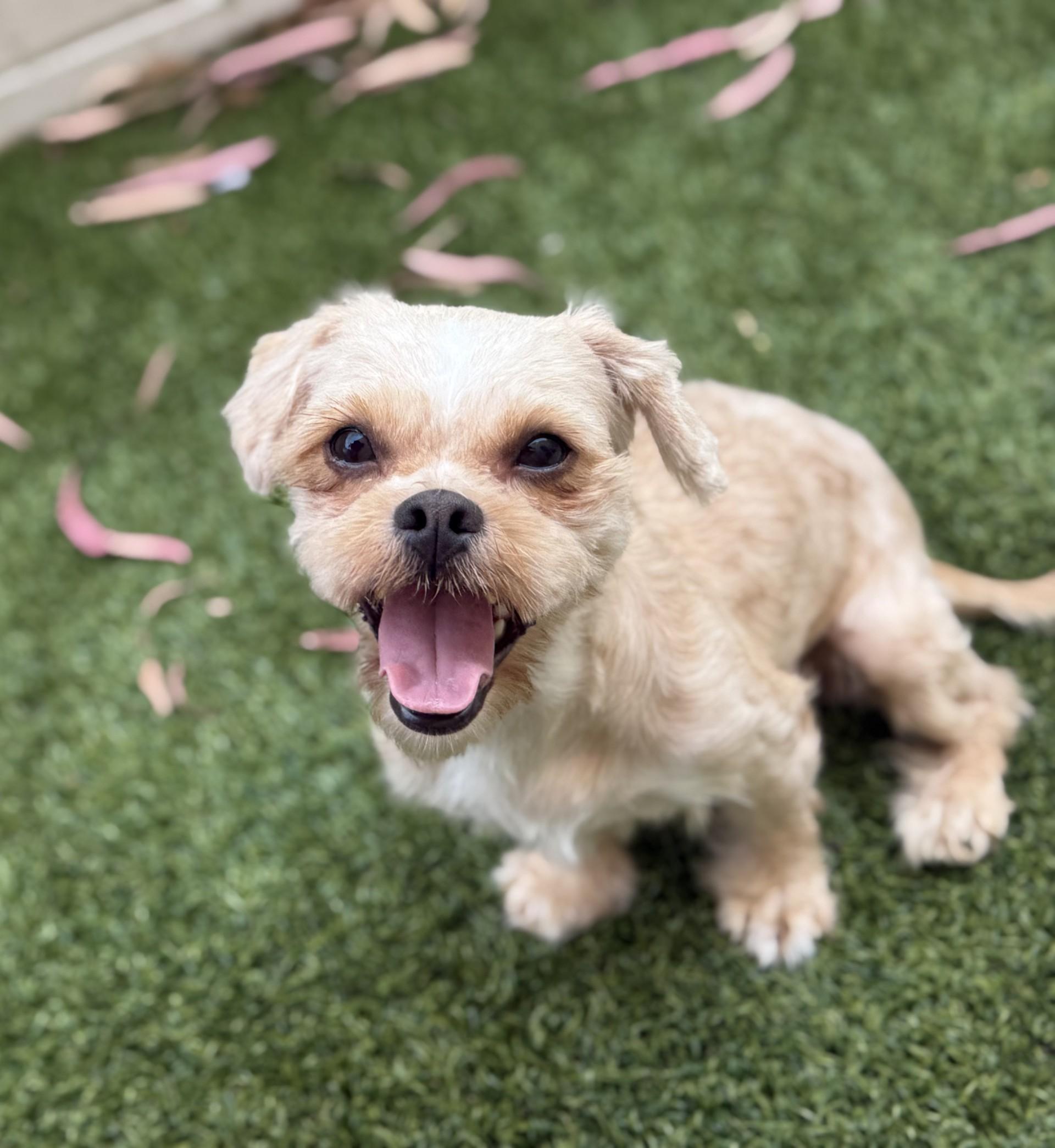 Enlarge Adrina, a Adoptable mixed breed in Los Alamitos, CA image 5/6