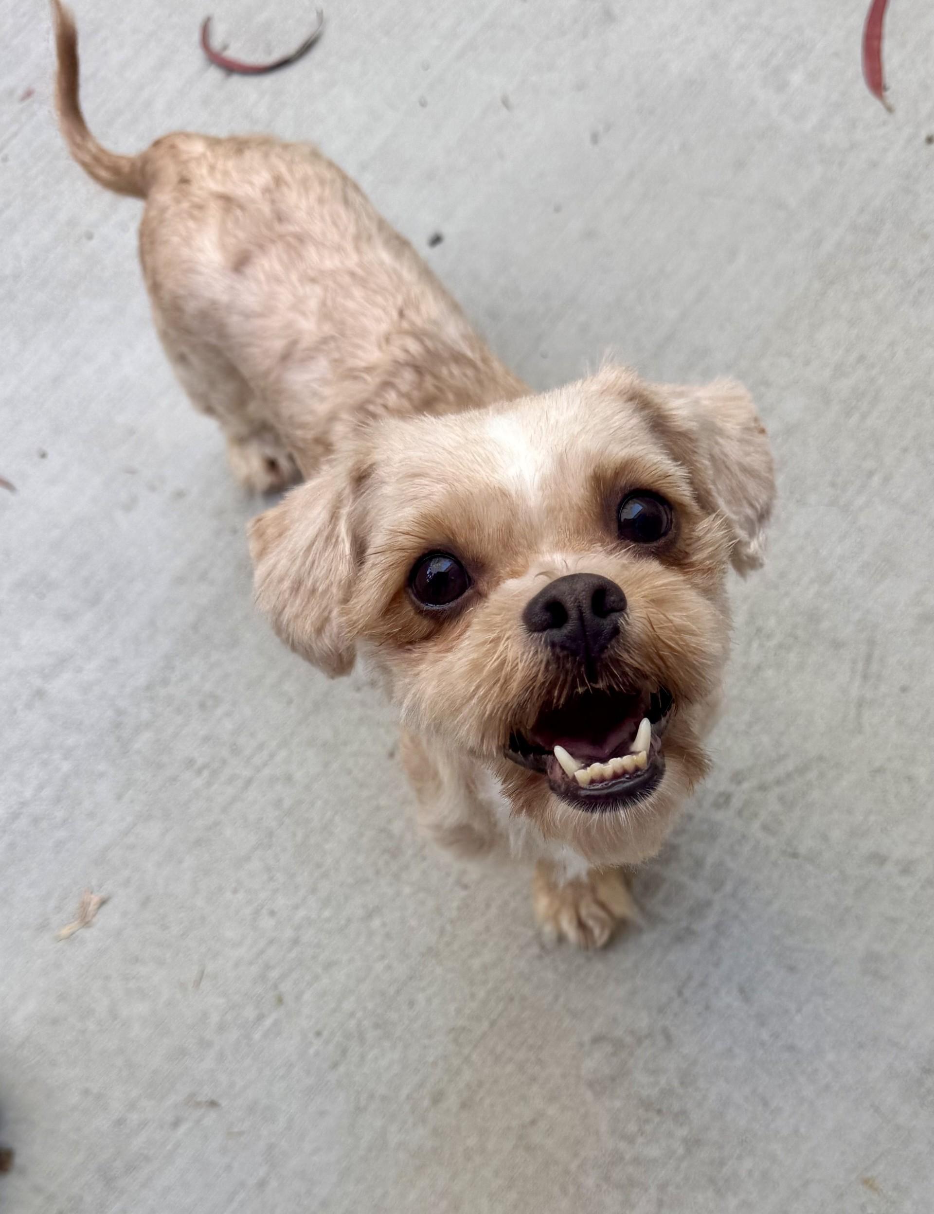 Enlarge Adrina, a Adoptable mixed breed in Los Alamitos, CA image 1/6