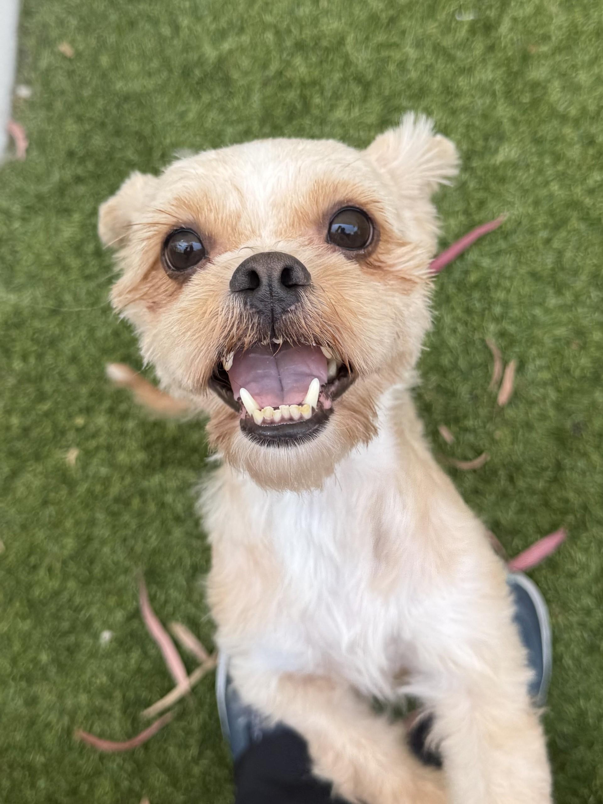 Enlarge Adrina, a Adoptable mixed breed in Los Alamitos, CA image 6/6