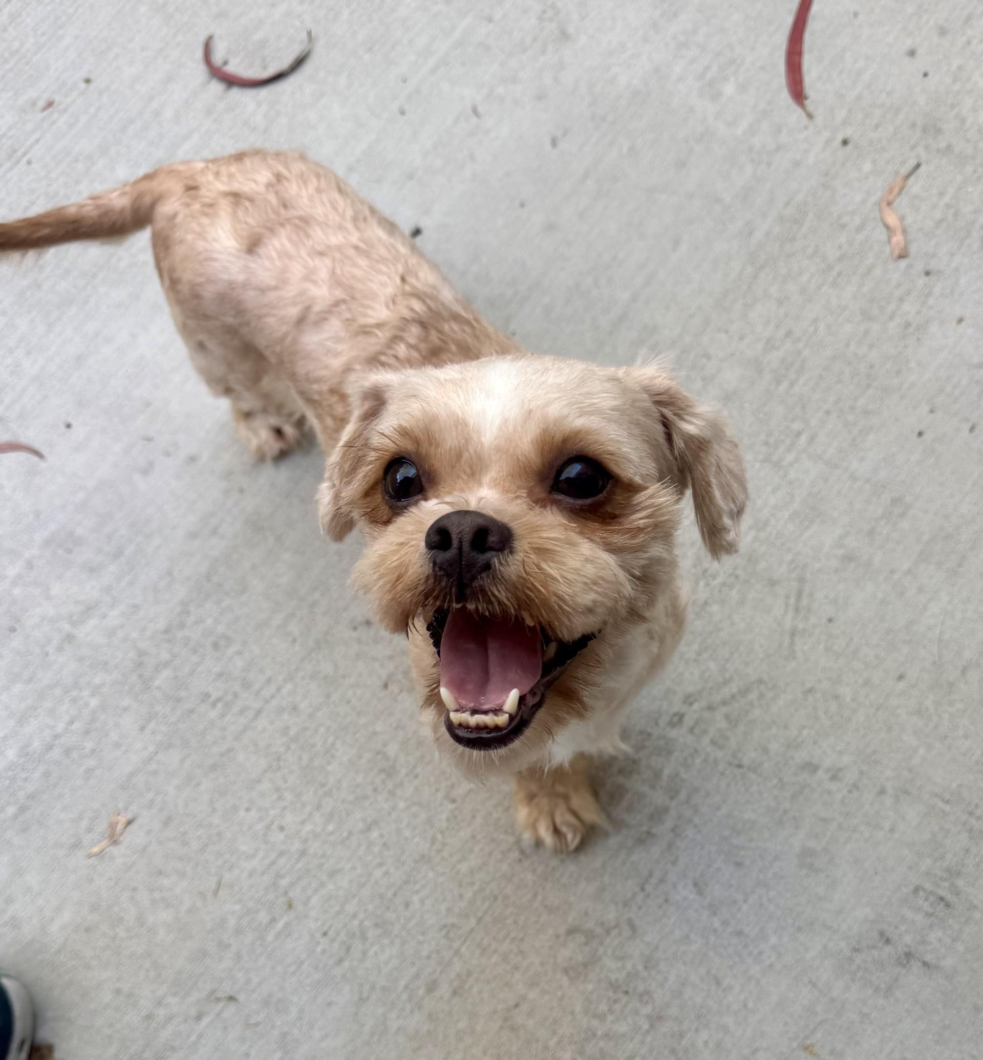Enlarge Adrina, a Adoptable mixed breed in Los Alamitos, CA image 3/6