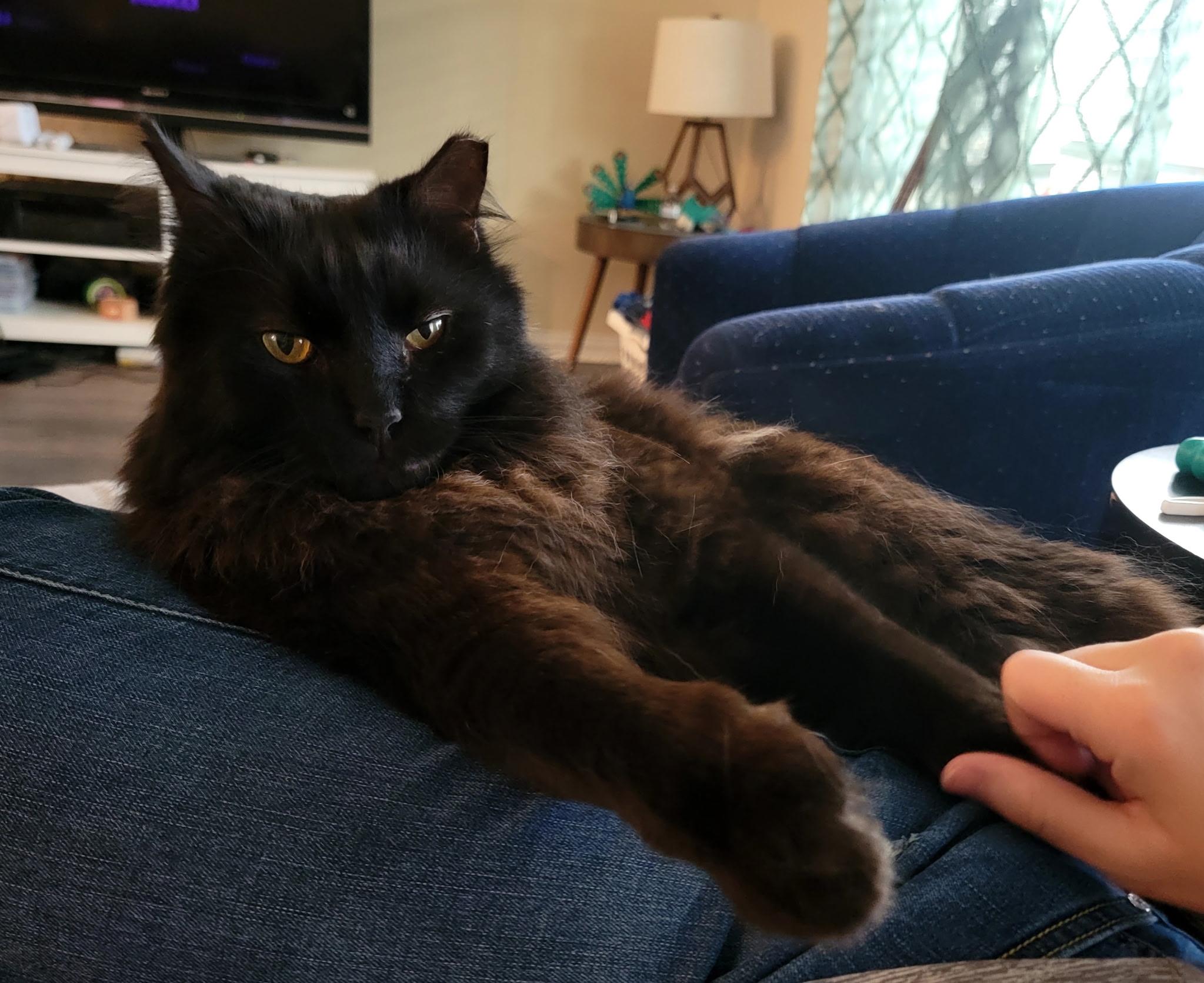 Danny, Senior Male Domestic Medium Hair