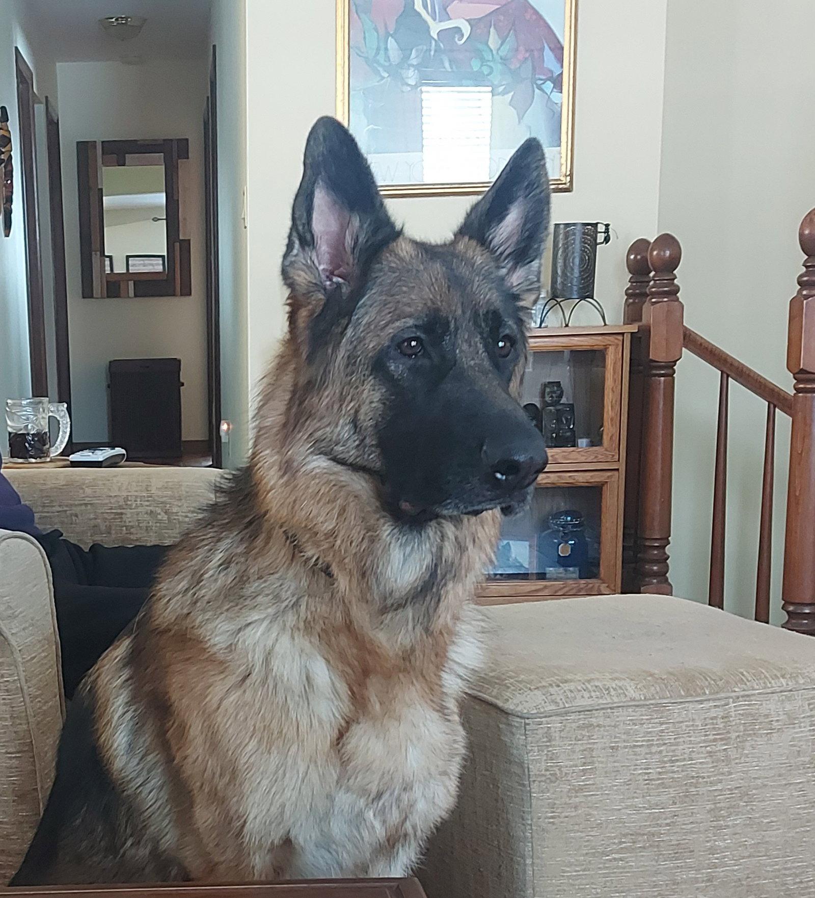 Ruby, a Adoptable German Shepherd Dog in Etobicoke, ON image 1/3