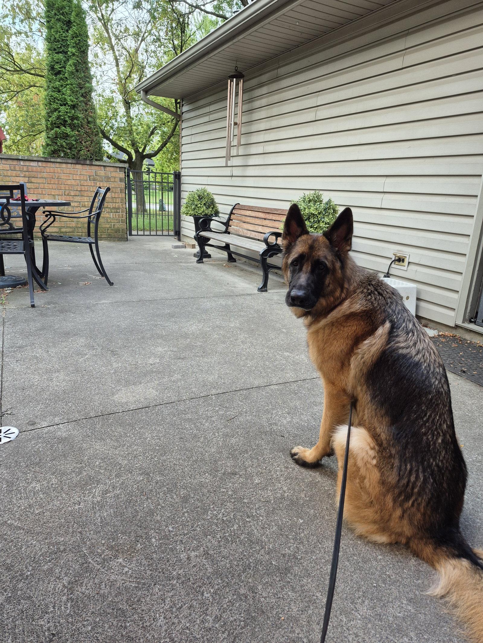 Ruby, a Adoptable German Shepherd Dog in Etobicoke, ON image 2/3