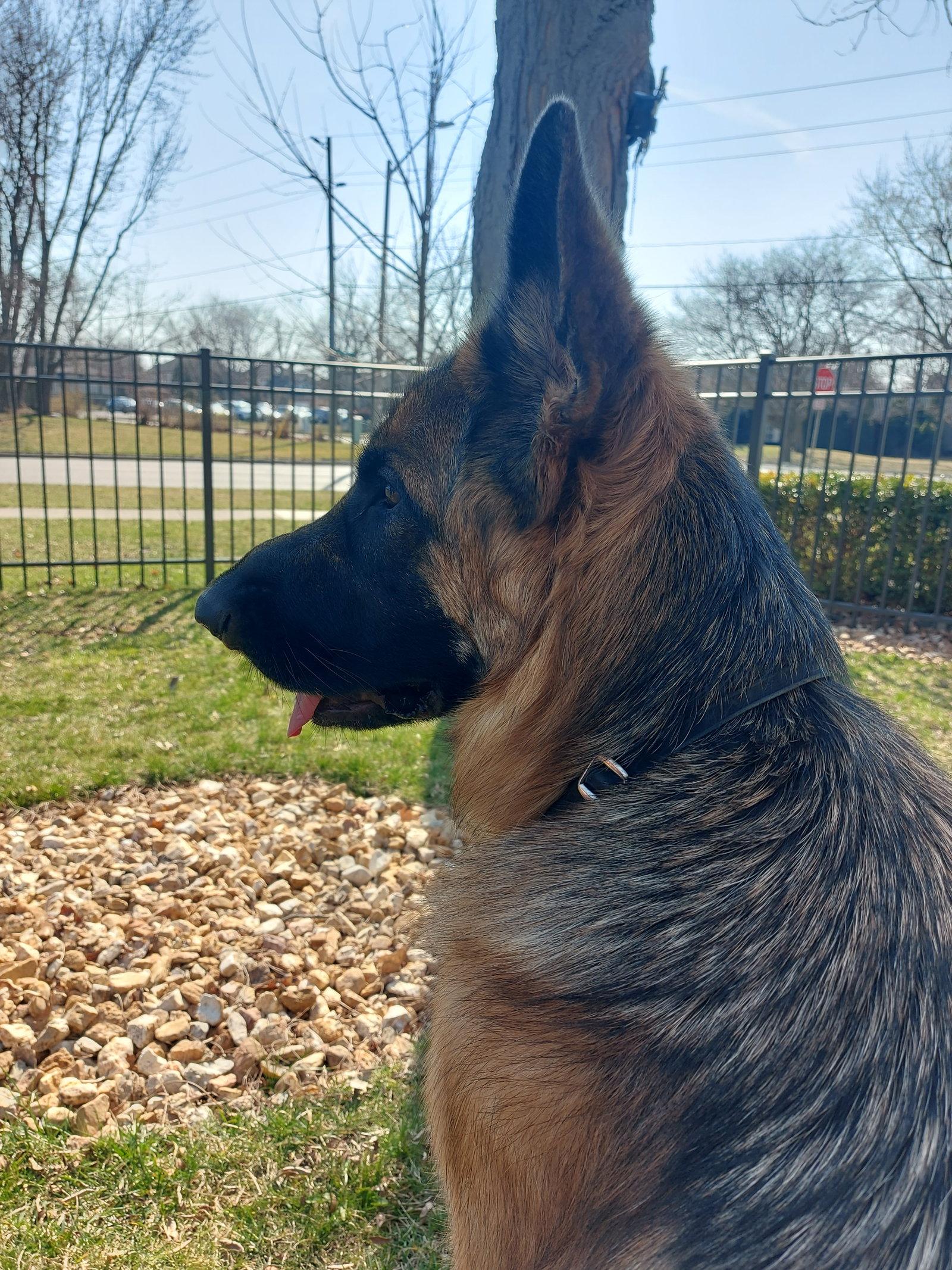Ruby, a Adoptable German Shepherd Dog in Etobicoke, ON image 3/3