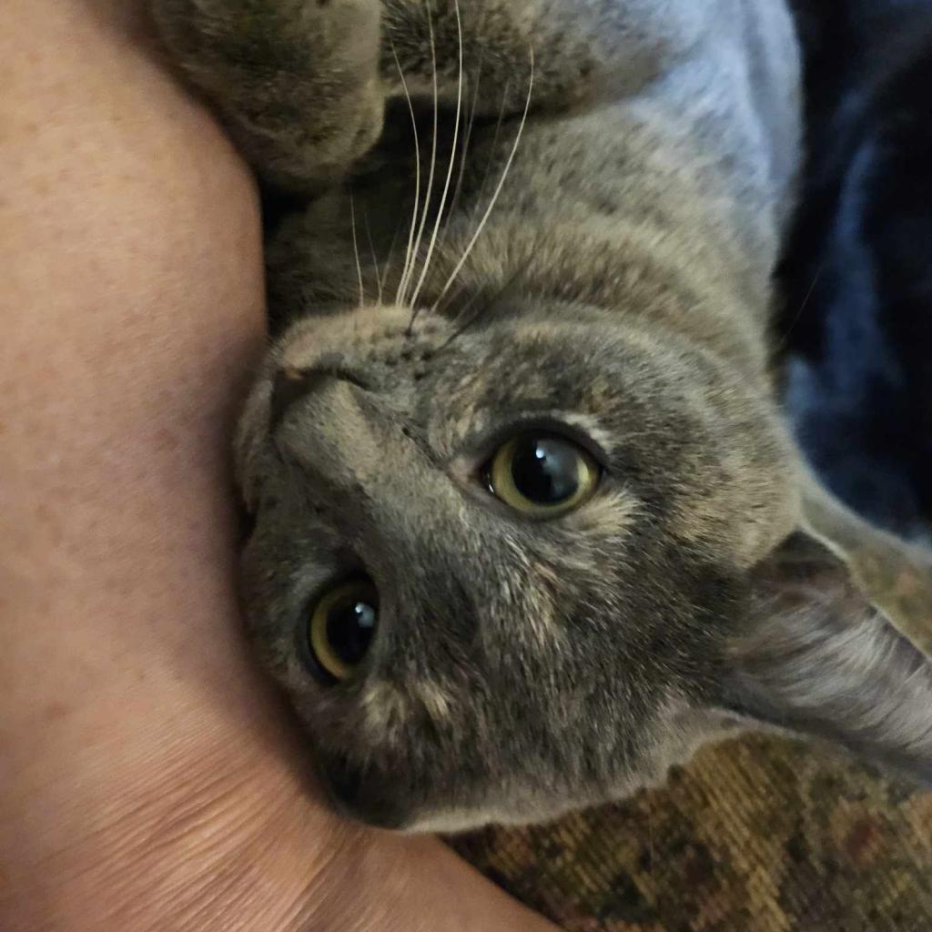 Persephone, a Adoptable Domestic Short Hair in Simpsonville, SC image 1/2