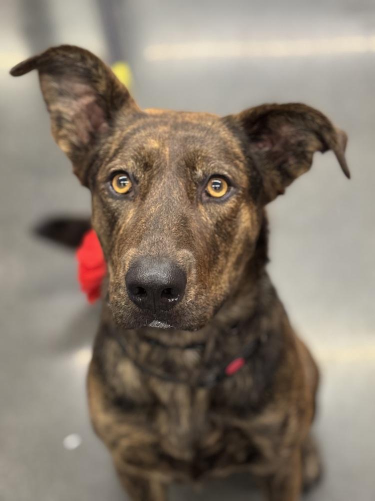 Nonna, Adoptable, Young Female Dutch Shepherd.