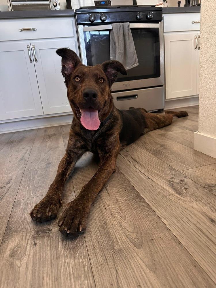 Nonna, a Adoptable mixed breed in Pleasant Hill, CA image 2/6