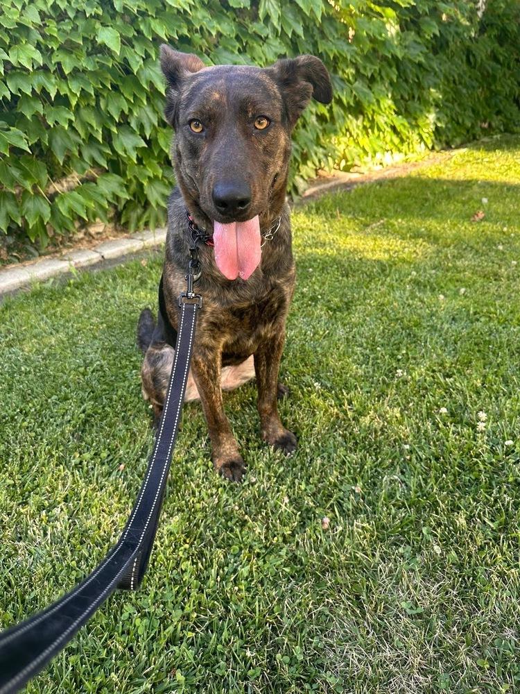 Nonna, a Adoptable mixed breed in Pleasant Hill, CA image 3/6