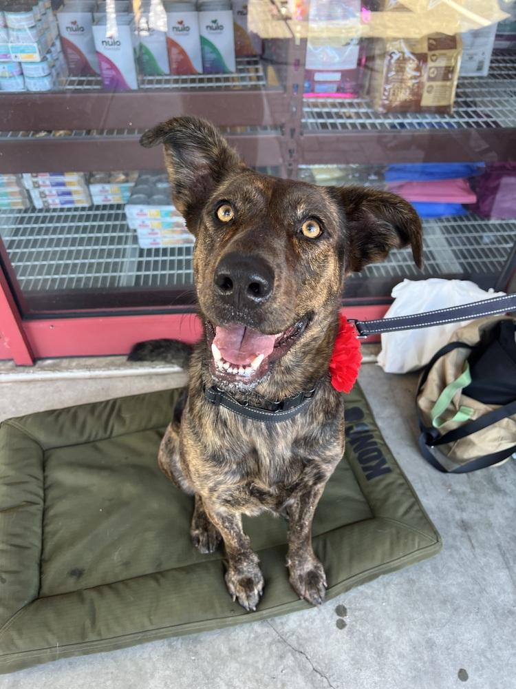 Nonna, a Adoptable mixed breed in Pleasant Hill, CA image 4/6