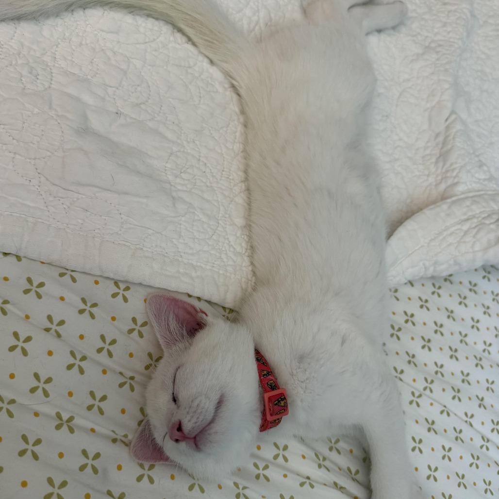Yeti, Adoptable, Kitten Male Domestic Short Hair.