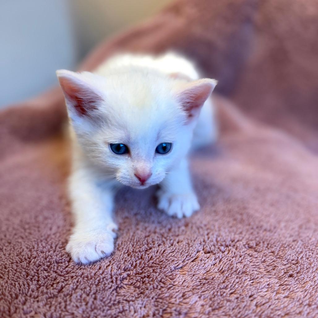 Yeti, a Adoptable Domestic Short Hair in Pittsburgh, PA image 3/3