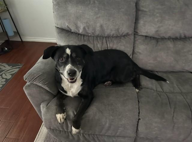 GORDA, Adoptable, Adult Female Mixed Breed.