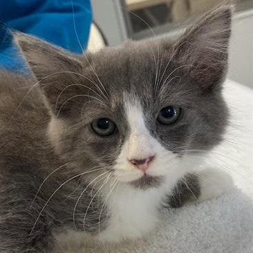 Tess, Adoptable, Kitten Female Domestic Medium Hair.