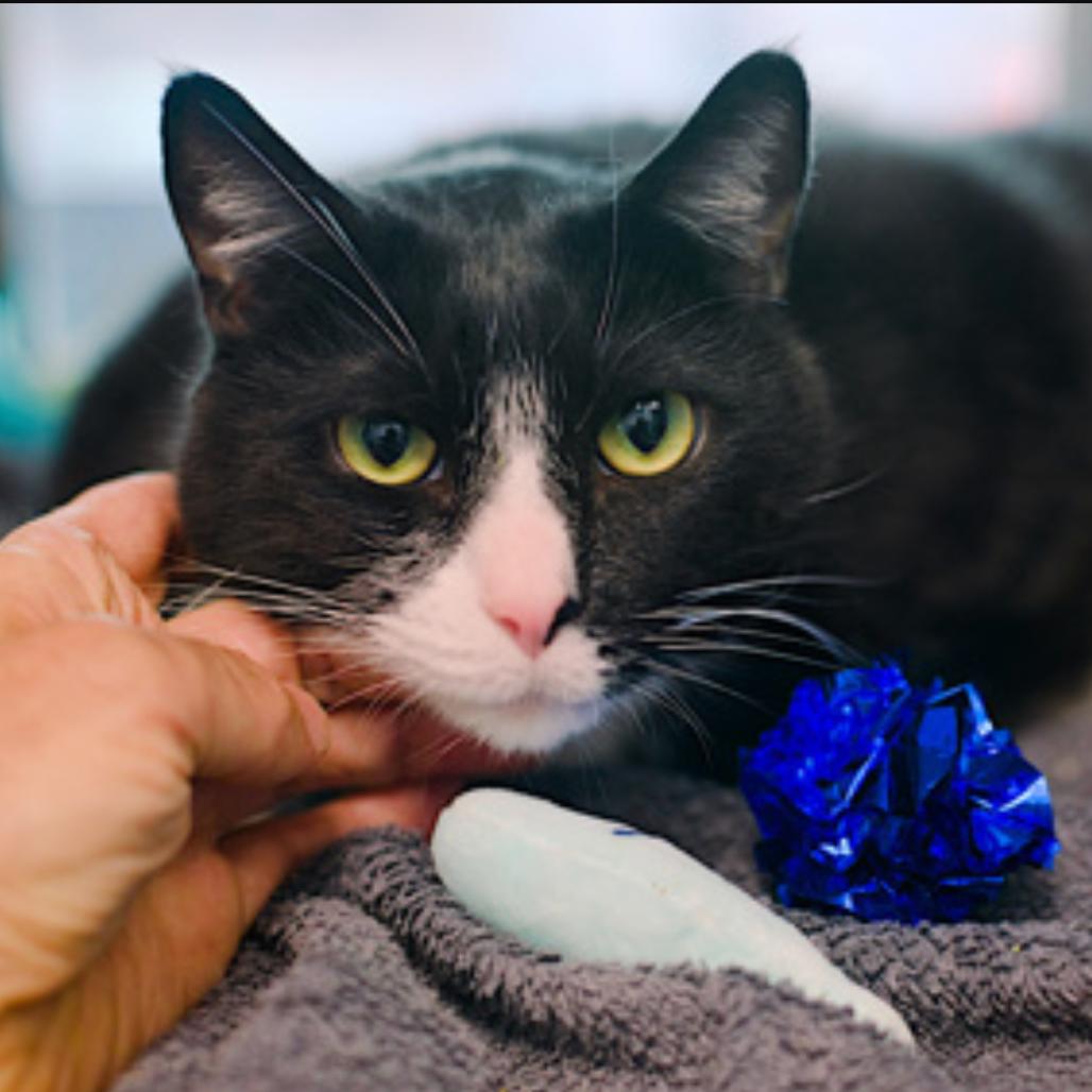 Enlarge Shadow Singer, a Adoptable Domestic Short Hair in New York, NY image 1/6