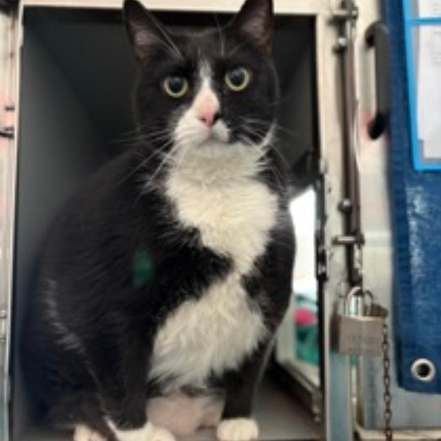 Enlarge Shadow Singer, a Adoptable Domestic Short Hair in New York, NY image 2/6