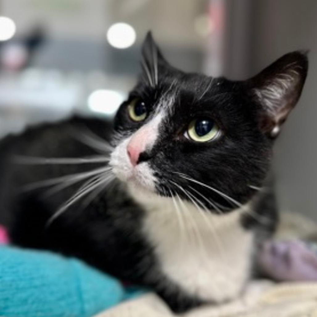 Enlarge Shadow Singer, a Adoptable Domestic Short Hair in New York, NY image 3/6