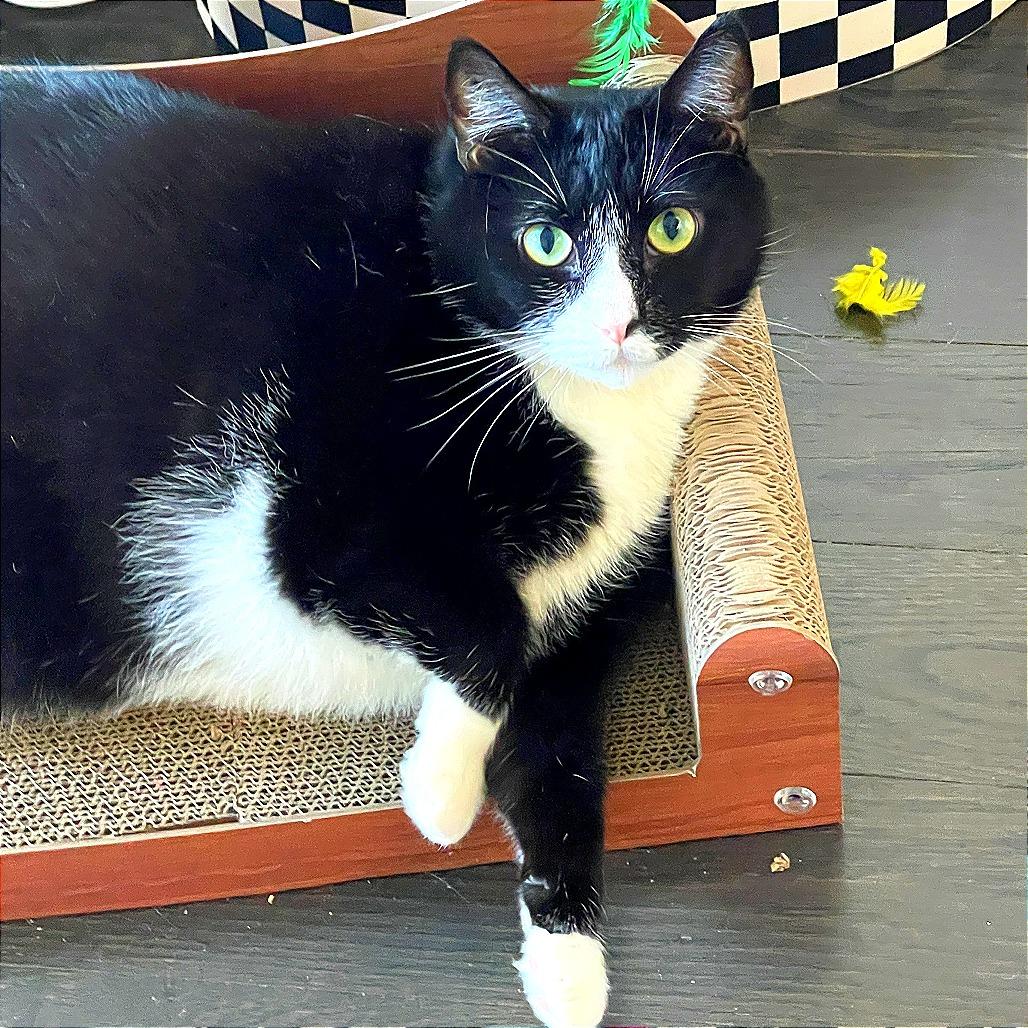 Enlarge Shadow Singer, a Adoptable Domestic Short Hair in New York, NY image 4/6