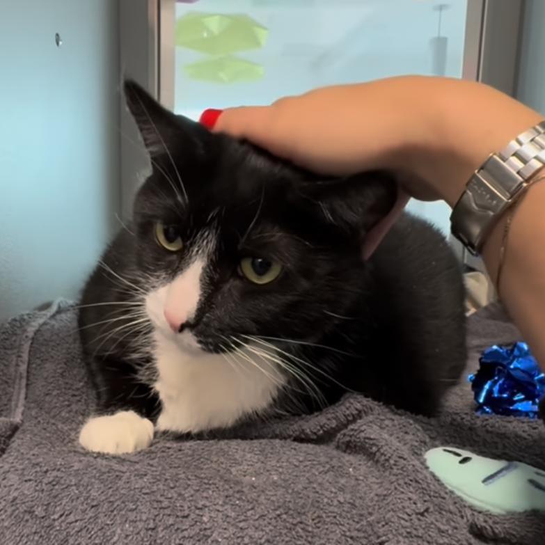 Enlarge Shadow Singer, a Adoptable Domestic Short Hair in New York, NY image 5/6