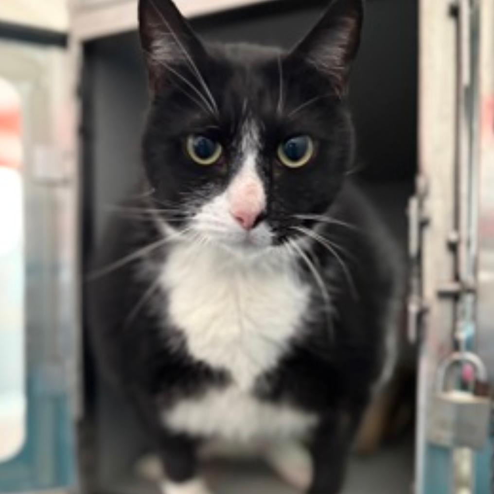 Enlarge Shadow Singer, a Adoptable Domestic Short Hair in New York, NY image 6/6