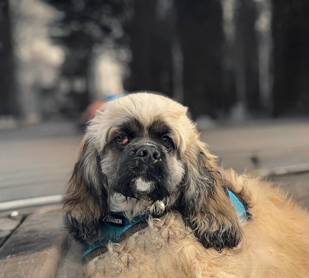 Enlarge Jazper, a Adoptable Cocker Spaniel in Flushing, NY image 2/3