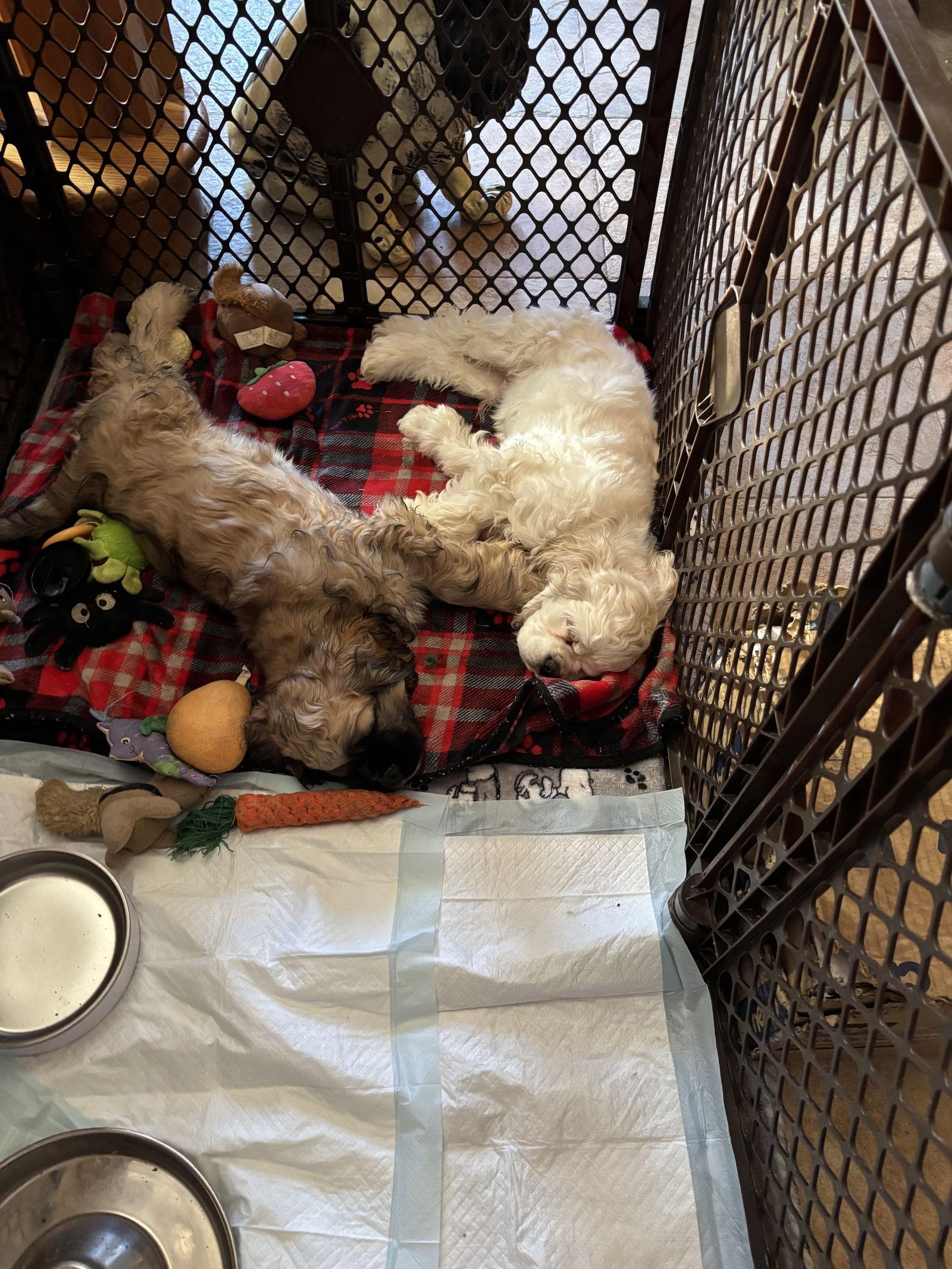 Enlarge Jazper, a Adoptable Cocker Spaniel in Flushing, NY image 3/3