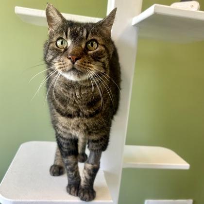 Guacamole, Adoptable, Senior Male Domestic Short Hair & Domestic Short Hair.