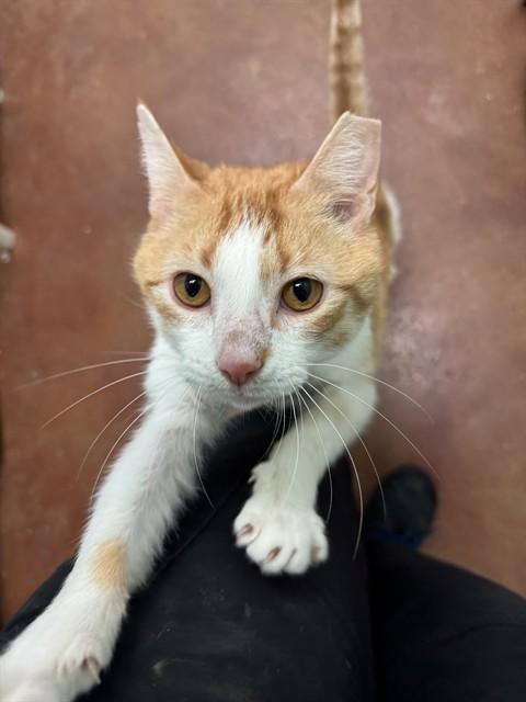 BEARNEY, Adoptable, Adult Male Domestic Short Hair.