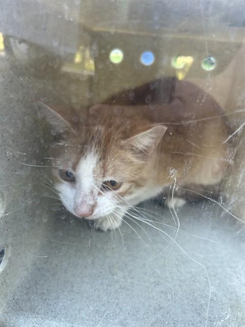 BEARNEY, Adoptable, Adult Male Domestic Short Hair.