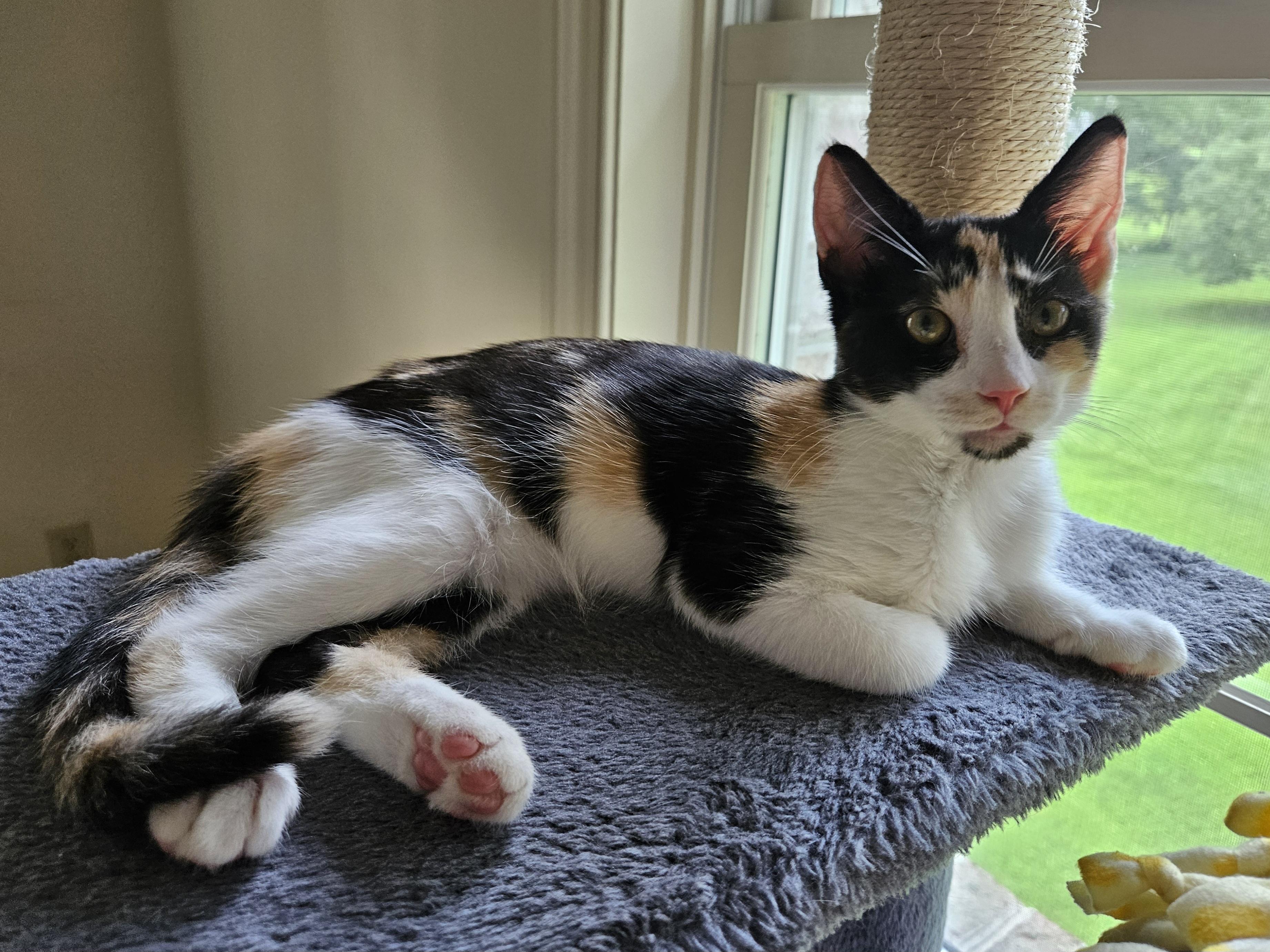 Demi, a ADOPTABLE Calico in Frederick, MD image 2/4