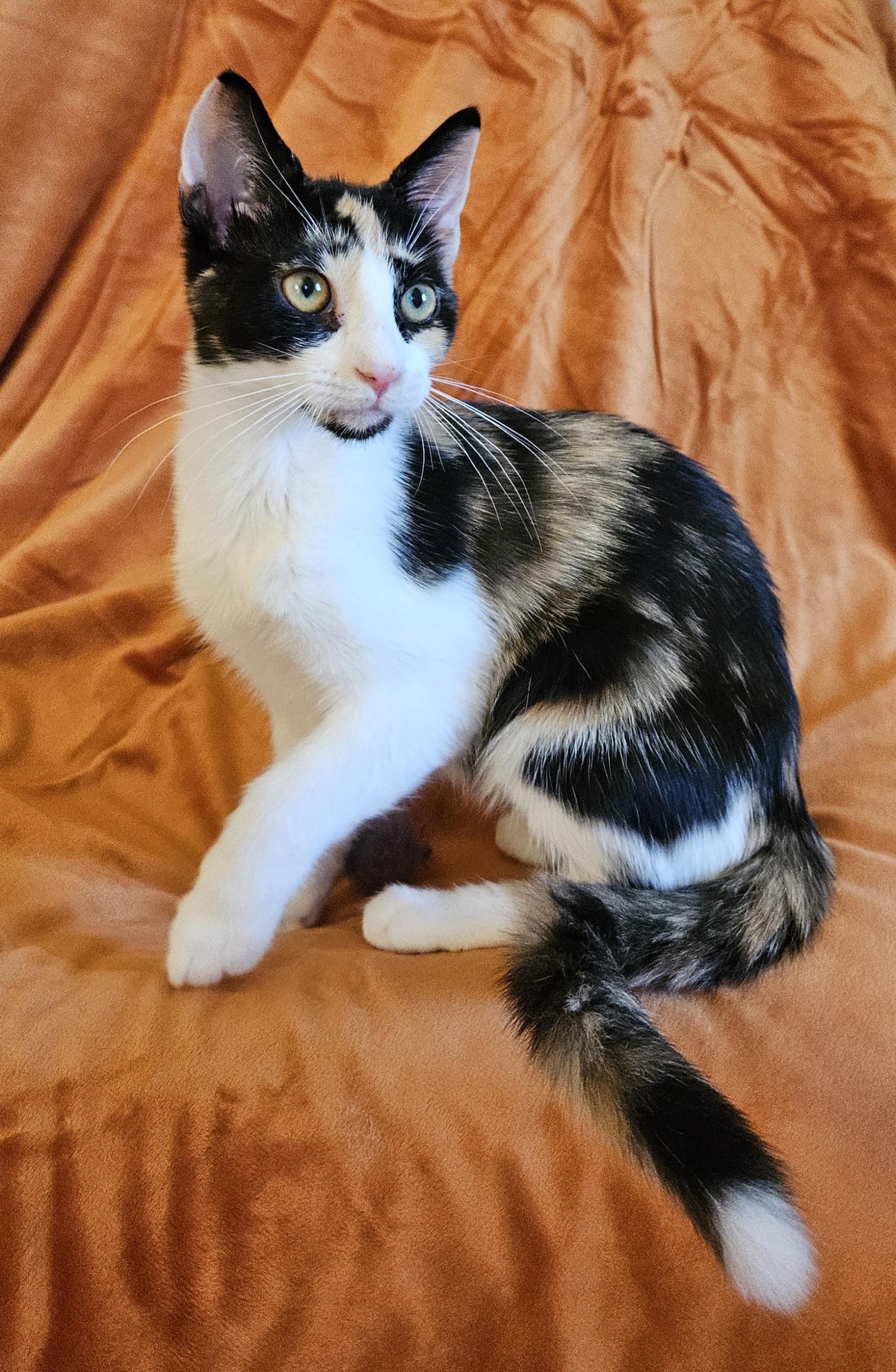 Demi, ADOPTABLE, Kitten Female Calico.