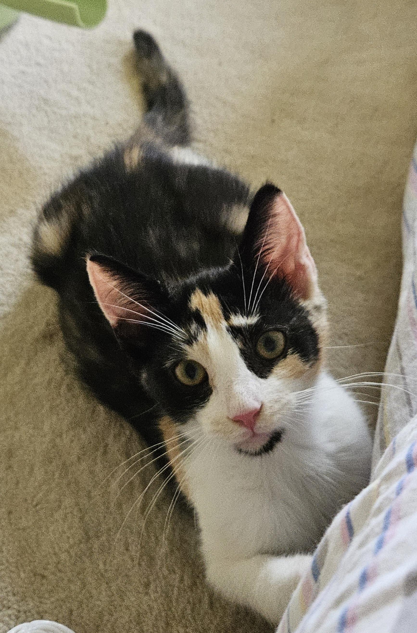 Demi, a ADOPTABLE Calico in Frederick, MD image 3/4