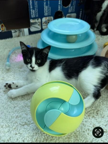 Enlarge Athena, a Adoptable mixed breed in Sacramento, CA image 1/1