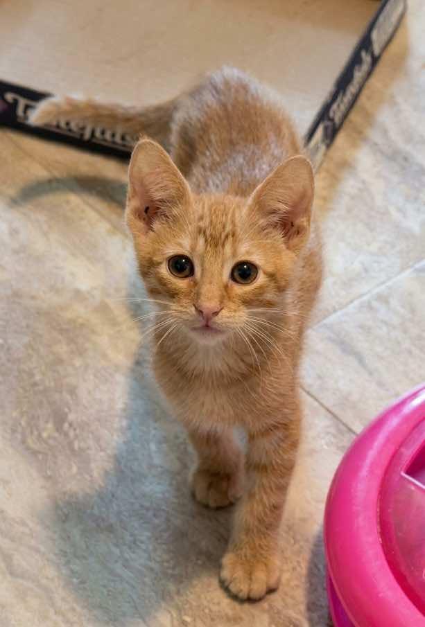 Enlarge Matthew, a ADOPTABLE Tabby in Houston, TX image 4/5