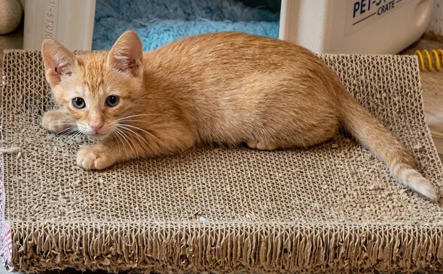 Enlarge Matthew, a ADOPTABLE Tabby in Houston, TX image 2/5