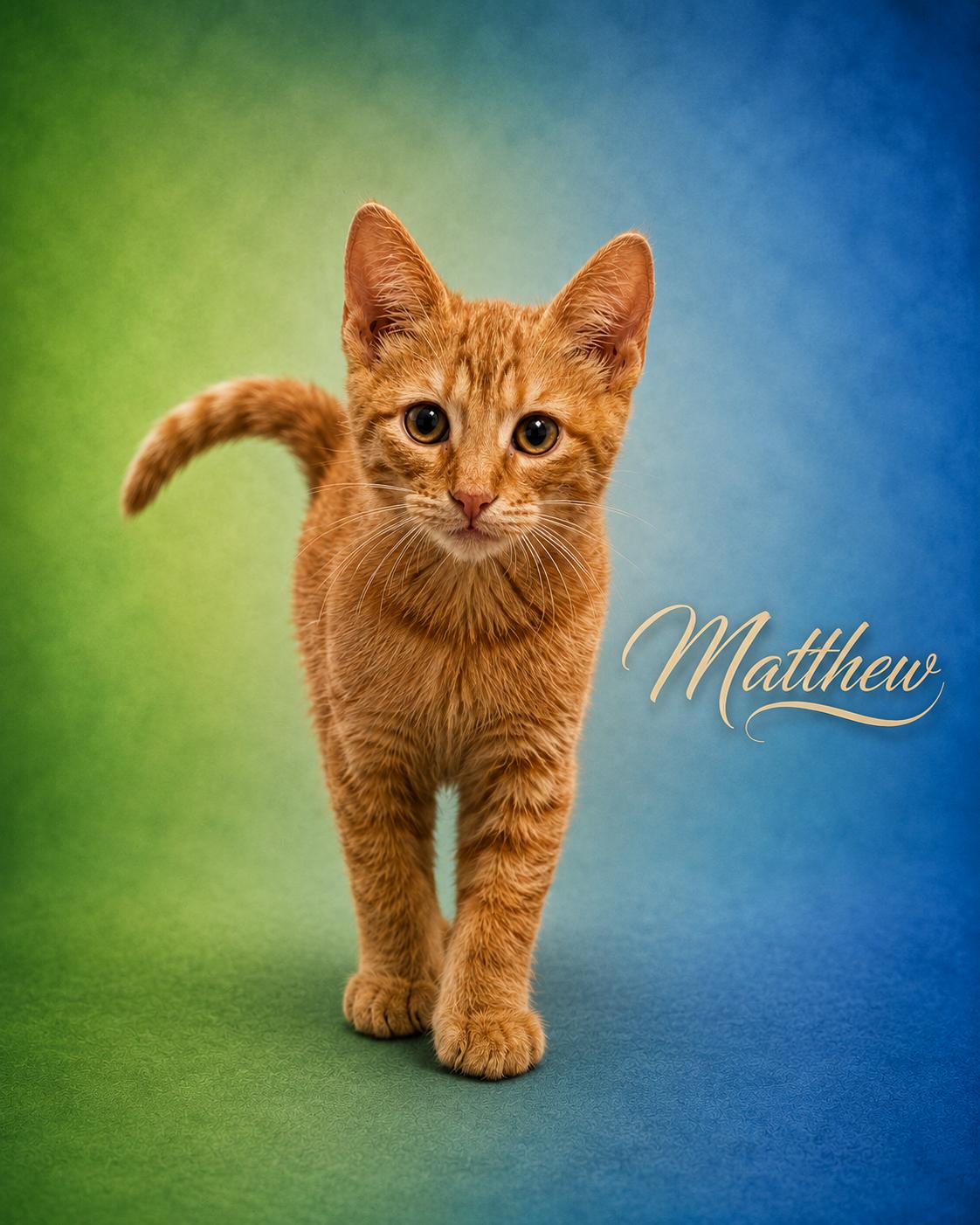 Matthew, ADOPTABLE, Kitten Male Tabby.